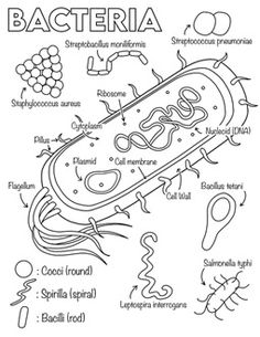 an animal cell labeled in the diagram below