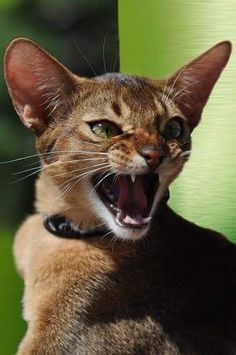 a cat with its mouth open showing teeth