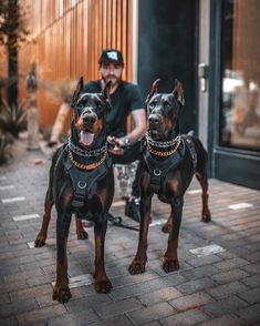 two dogs standing next to each other on a brick sidewalk with a man in the background