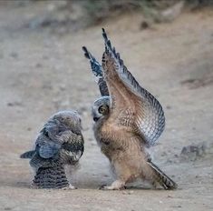 two owls are playing with each other in the dirt and sand, while one owl is on its hind legs