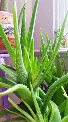 a potted plant with green leaves in it