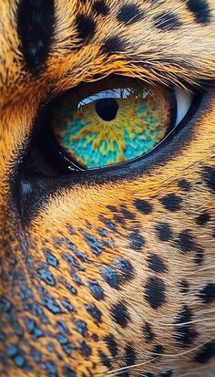 the eye of a cheetah cat with blue and yellow iris looking into the distance