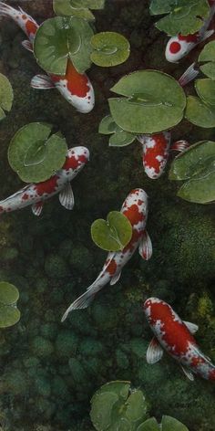 four koi fish swimming in a pond with lily pads