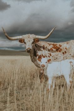 an adult and baby steer standing in a field under a cloudy sky with storm clouds