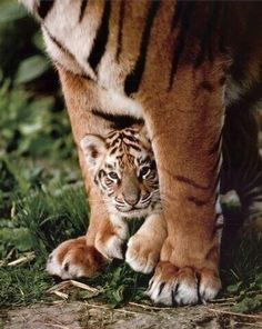 a baby tiger walking next to an adult tiger