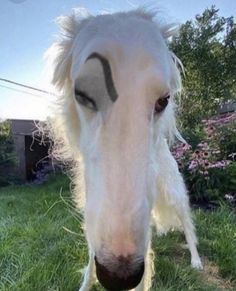 a white horse with black markings on it's face is standing in the grass