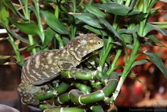 a lizard is sitting on top of some green plants