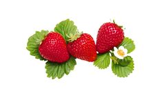 three strawberries with leaves and flowers on a white background