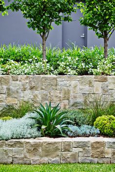 an outdoor garden with various plants and trees