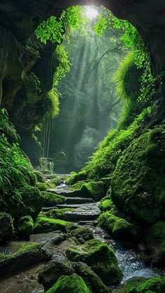 a stream running through a lush green forest filled with rocks and mossy plants, under a bright light coming from above