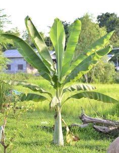 a banana tree in the middle of a field