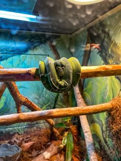 Boa in the Greensboro Science Center Herpetarium. Greensboro Nc