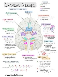 the human brain is labeled in several different languages, including words and pictures on it