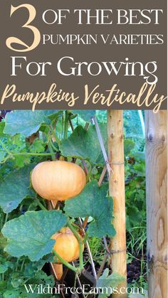 growing pumpkins vertically Pumpkin Trellis, Germinate Seeds, Herbs For Chickens, Tiny Backyard, Pumpkin Varieties, Planting Pumpkins, Biggest Pumpkin, Trellis Ideas, Pumpkin Garden