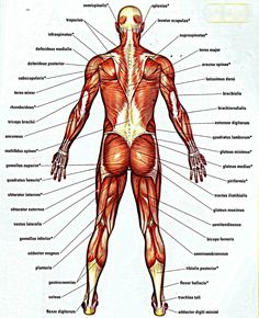 the muscles are labeled in this diagram