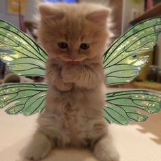 a small kitten sitting on top of a table next to a butterfly shaped object in the shape of a cat