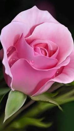 a pink rose with water droplets on it's petals