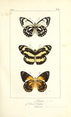 three butterflies are shown in this antique print