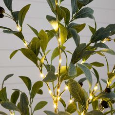 an olive tree with some lights on it