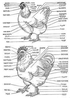 the parts of a chicken in black and white, with labels on each side showing their names