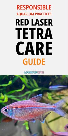 the red laser tetra care guide