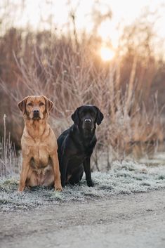 two dogs sitting next to each other on a field covered in frosty grass and trees