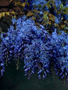 Blue Chinese Wisteria Plant - Wisteria sinensis - Perennial Shrub, climbing vine - Caribbeangardenseed Blue Wisteria Tree, Blue Jade Vine, Blue Moon Wisteria Vines, Chinese Wisteria, Wisteria Blue Moon, American Wisteria, Wisteria Plant, Perennial Shrubs, Climbing Vines