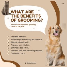 a dog and cat sitting next to each other with the caption what are the benefits of grooming?