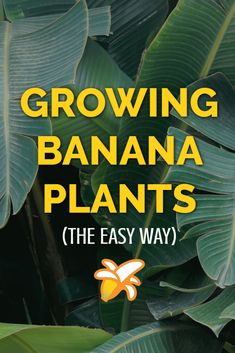 growing banana plants the easy way book cover with green leaves and yellow bee on it