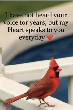 a red bird sitting on top of a white fence next to a pool with a quote