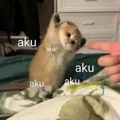 a person holding a small animal in their hand with the caption aku aku aku aku