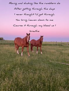 two horses standing next to each other in a field with the words moving and shaking like numbers do after getting through the days