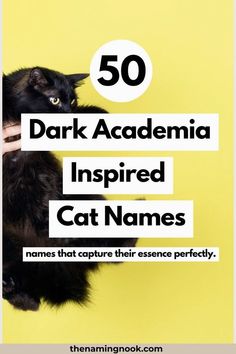 a black cat sitting on top of a yellow background with the words dark academy inspired cat names