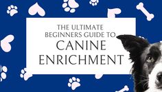 the ultimate beginner's guide to canine enrichment