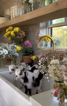 two black and white goats standing in a kitchen sink with flowers on the counter top