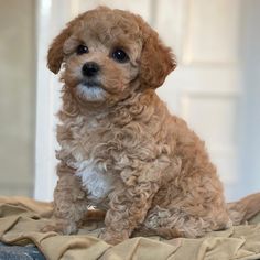 a small brown dog sitting on top of a bed