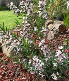 small white and pink flowers growing out of the ground