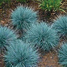 several small blue plants are in the dirt