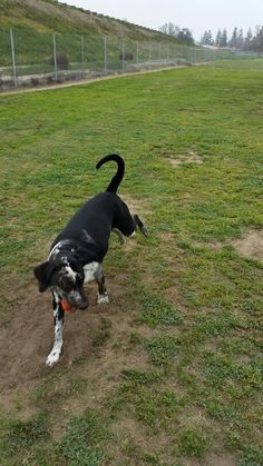 a black and white dog standing on top of a lush green field