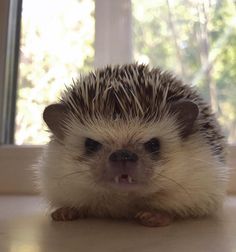 a porcupine sitting on the floor with its mouth open