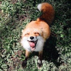 an orange and white fox yawns in the grass with its mouth open wide