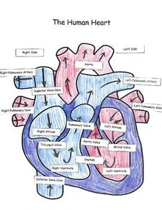 the human heart with labels on it