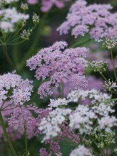 purple and white flowers are growing in the field