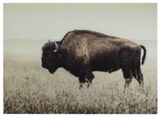 a bison standing in the middle of a field with tall grass on it's side