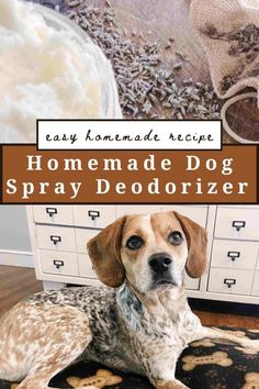 a dog laying on top of a rug in front of a dresser with the title easy homemade recipe homemade dog spray deodorizer