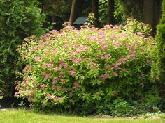 pink flowers are blooming in the middle of a green garden with trees and bushes