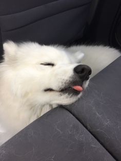 a white dog sitting in the back seat of a car with its tongue hanging out