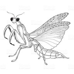 a drawing of a bug with large wings