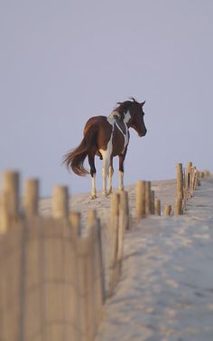 a brown and white horse standing on top of a sandy beach next to a wooden fence