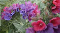 purple and red flowers with green leaves in the background